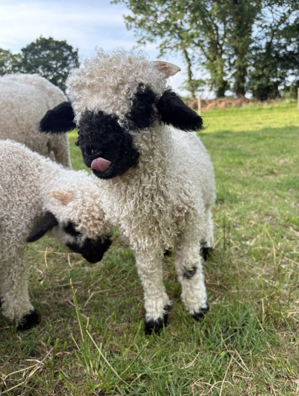Valais Blacknose kuzu Sakarya çiftlik — Walliser Schwarznose Türkiye